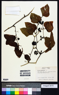 Smilax bona-nox image