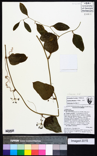 Smilax bona-nox image