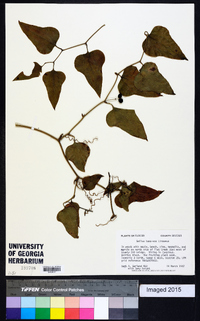 Smilax bona-nox image