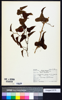 Smilax bona-nox image