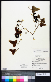 Smilax bona-nox image