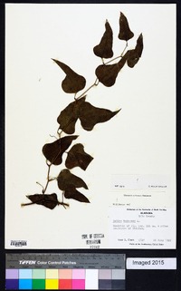 Smilax bona-nox image