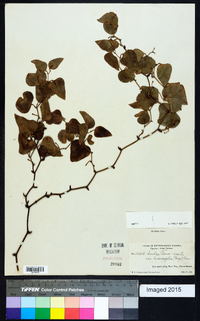 Smilax bona-nox image