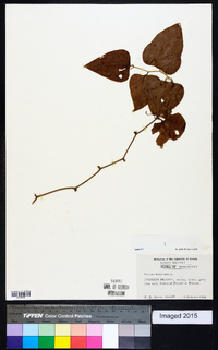 Smilax bona-nox image