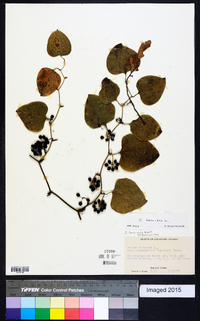 Smilax bona-nox image