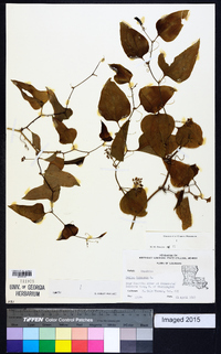 Smilax bona-nox image