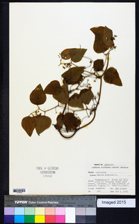 Smilax bona-nox image