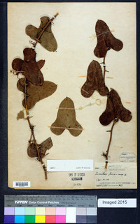 Smilax bona-nox image