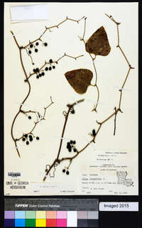 Smilax bona-nox image