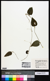 Smilax glauca var. leurophylla image