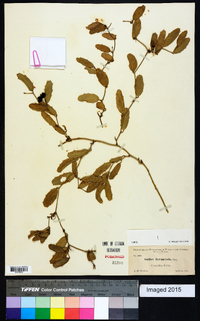 Smilax havanensis image