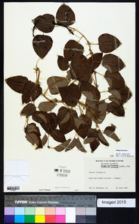 Smilax herbacea image