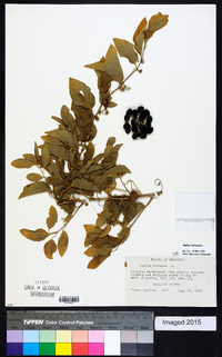 Smilax herbacea image