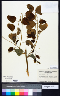 Smilax herbacea image