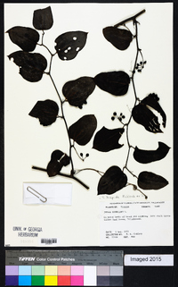 Smilax tamnoides image