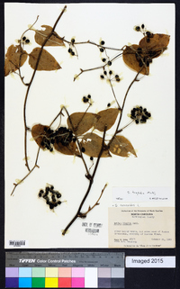 Smilax tamnoides image