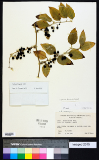 Smilax tamnoides image