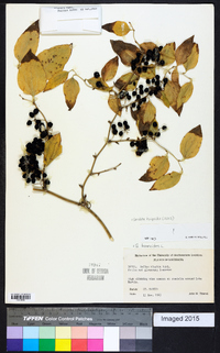 Smilax tamnoides image