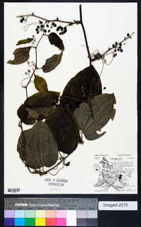 Smilax tamnoides image