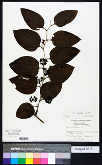 Smilax tamnoides image