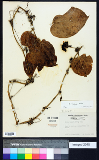 Smilax tamnoides image