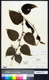 Smilax tamnoides image