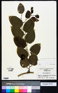 Smilax tamnoides image