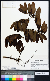 Smilax laurifolia image