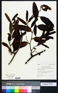 Smilax laurifolia image