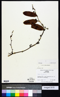 Smilax laurifolia image