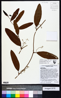 Smilax laurifolia image