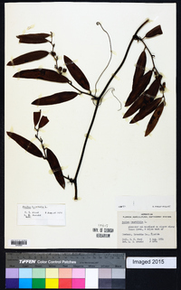 Smilax laurifolia image