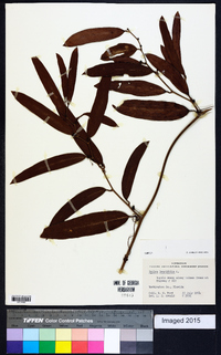 Smilax laurifolia image