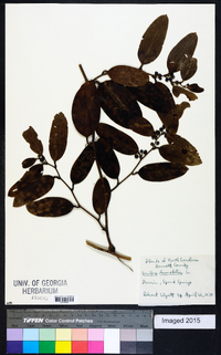 Smilax laurifolia image