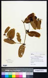 Smilax laurifolia image