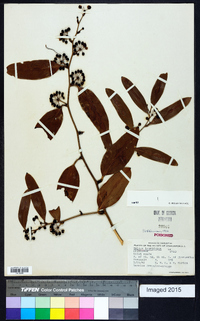 Smilax laurifolia image