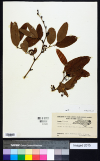 Smilax laurifolia image