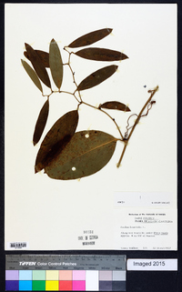 Smilax laurifolia image