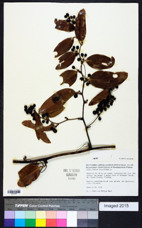 Smilax laurifolia image