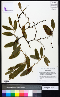 Smilax laurifolia image