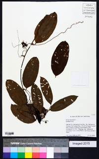 Smilax laurifolia image