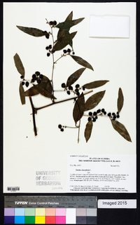 Smilax laurifolia image