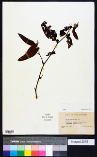 Smilax laurifolia image