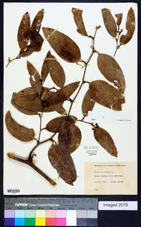 Smilax laurifolia image