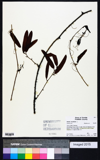 Smilax laurifolia image