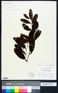 Smilax laurifolia image