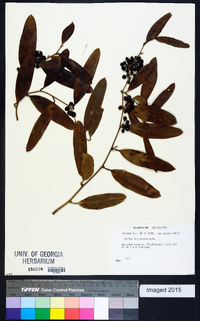 Smilax laurifolia image