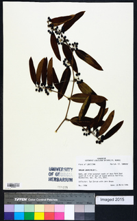 Smilax laurifolia image