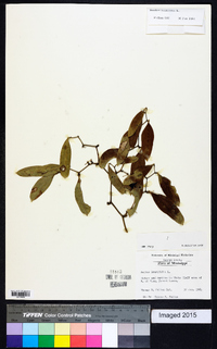 Smilax laurifolia image