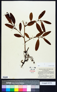 Smilax laurifolia image